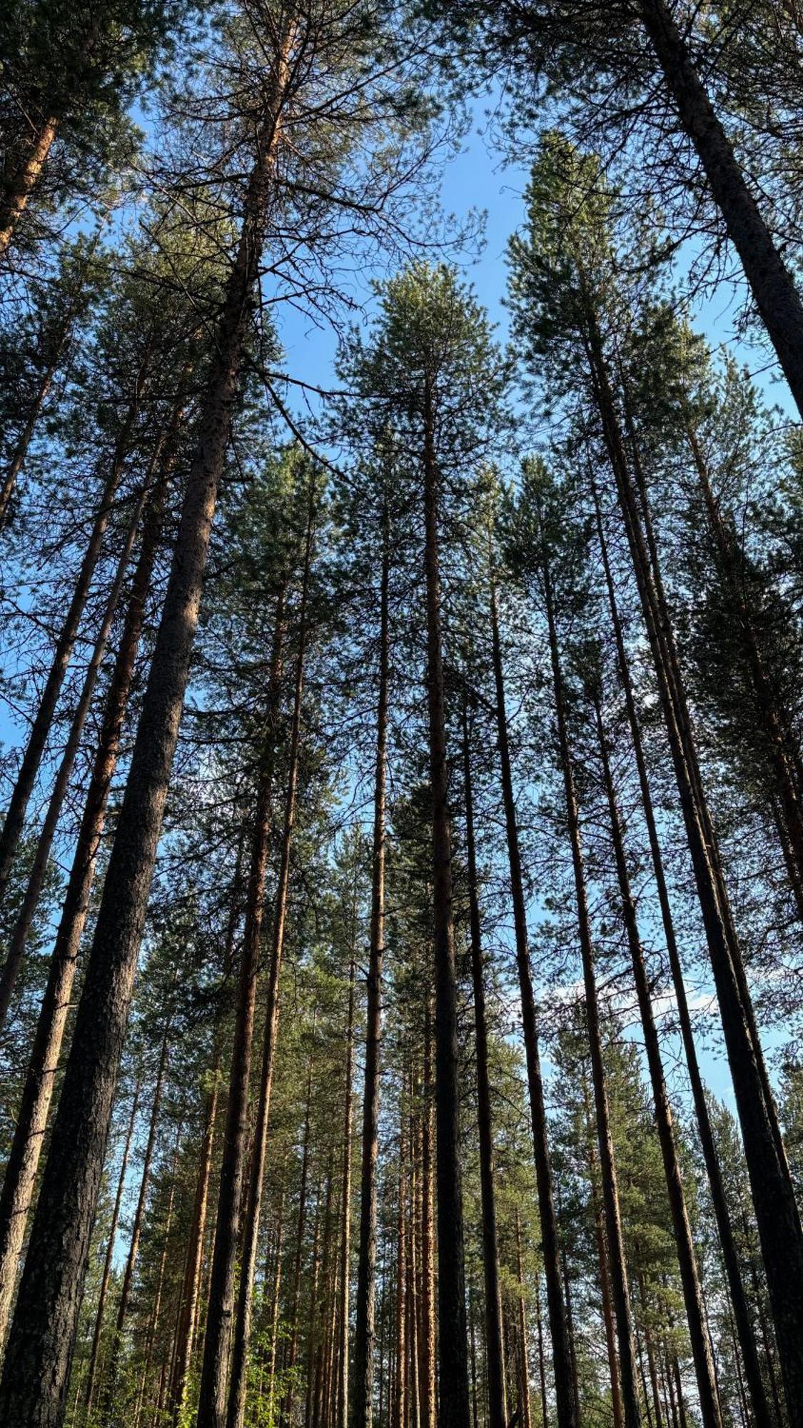 Sky Lodging ~ Sleeping Under The Stars Rovaniemi Luaran gambar