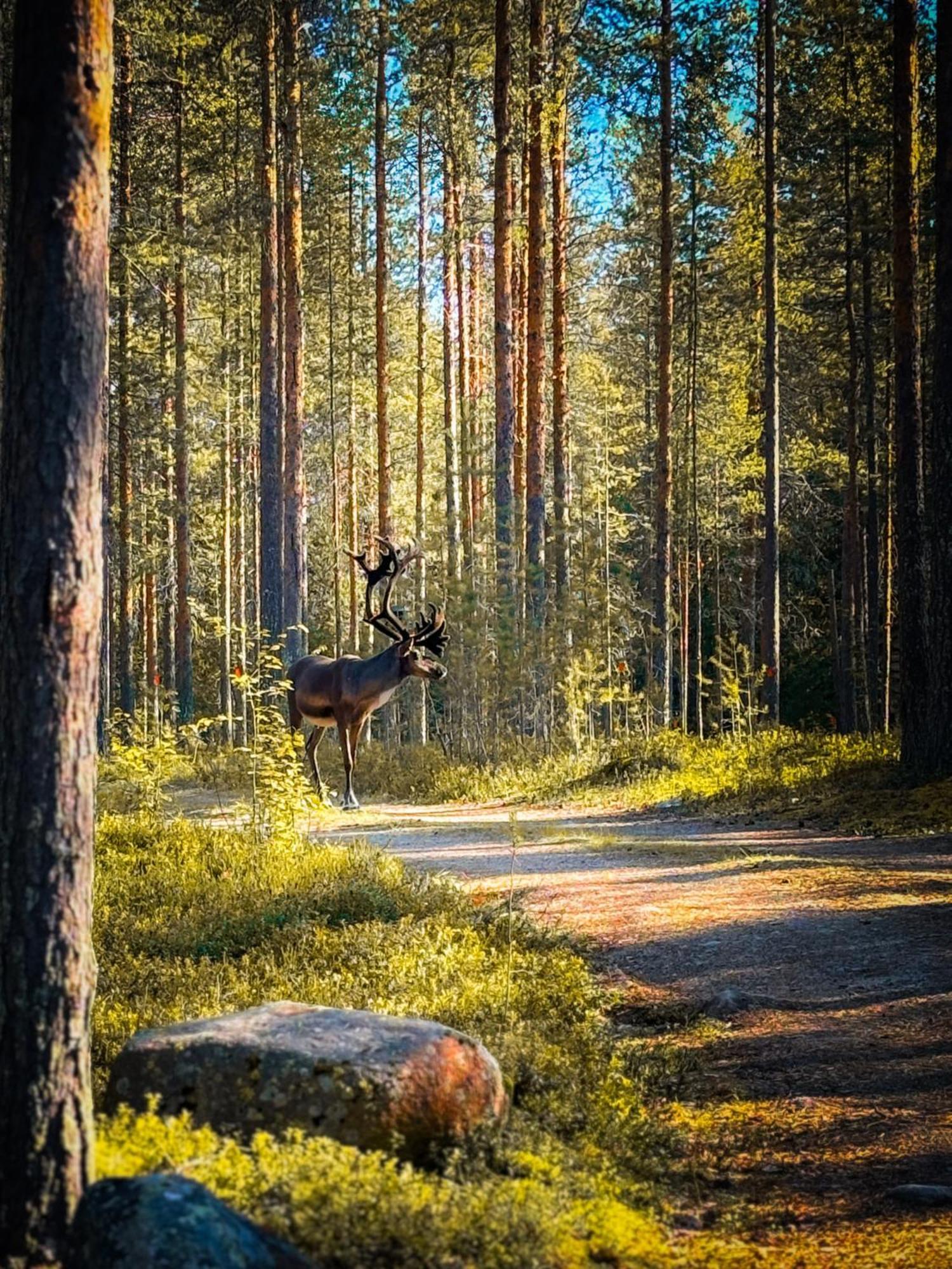 Sky Lodging ~ Sleeping Under The Stars Rovaniemi Luaran gambar